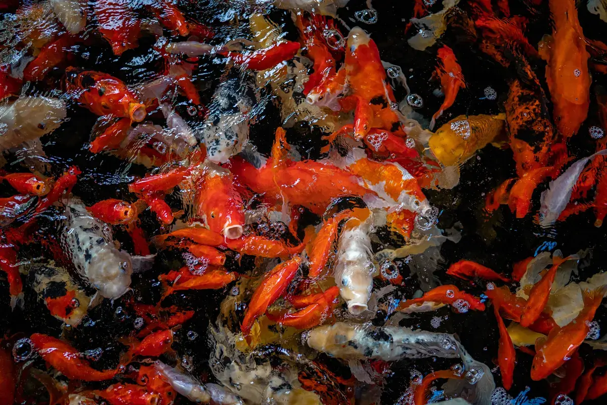 Healthy koi crowding the surface of a clean, well-maintained backyard pond